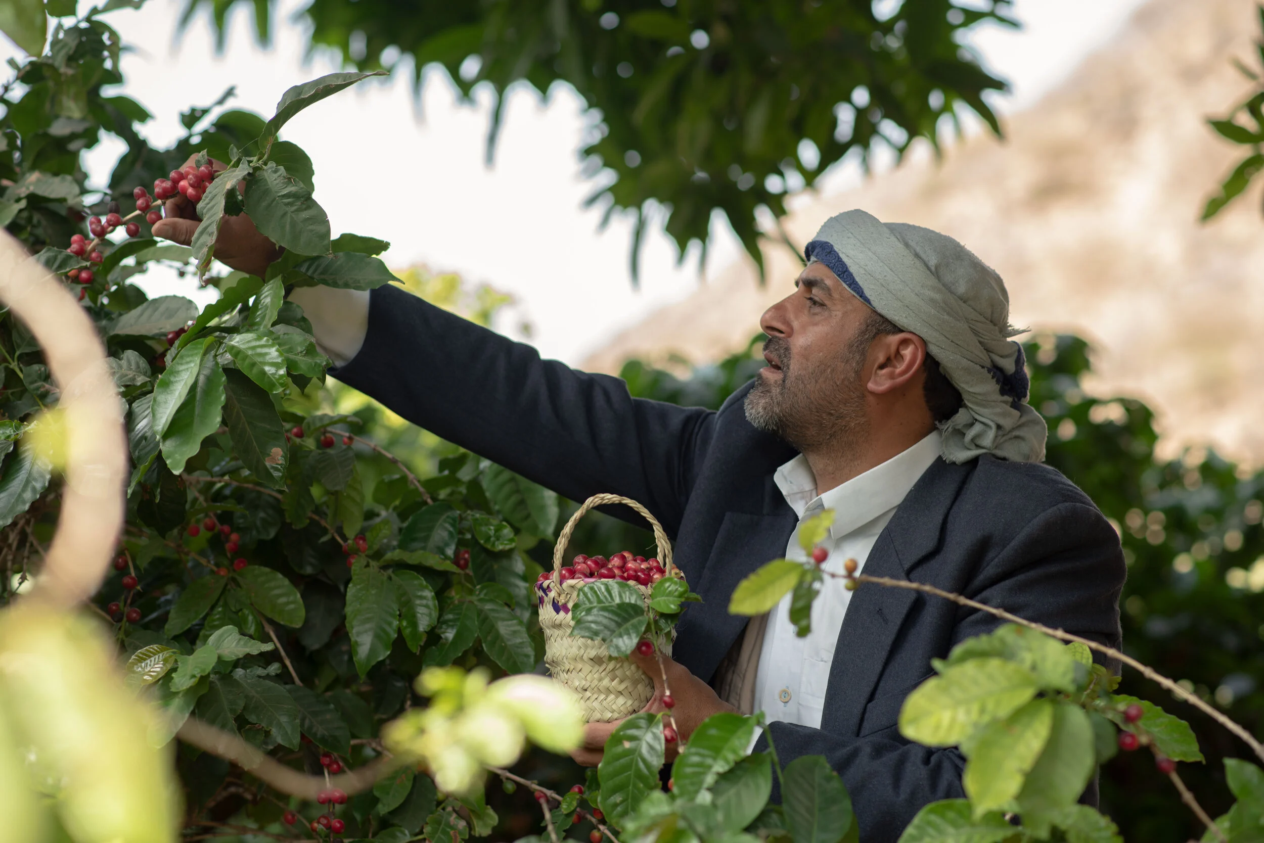 Qamaria Yemeni Coffee Co.