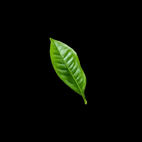 Chaipeedika