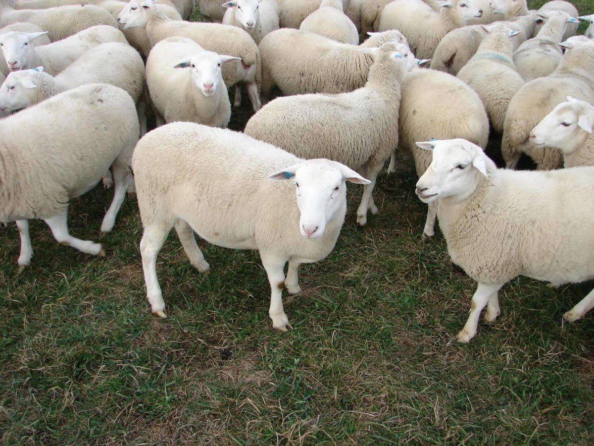 Ontario Halal Meat Farms